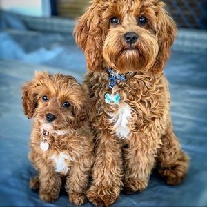 Meet your Posher, Valentine